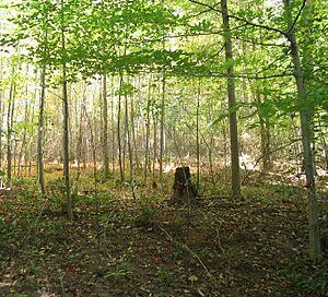Jefferson Memorial forest 1
