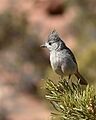 Juniper Titmouse2