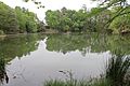 Lake in Piney Woods Section of San Antonio Botanical Garden IMG 5334
