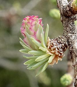 Larix laricina female cone