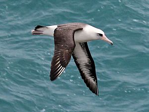 Laysan Albatross RWD2.jpg