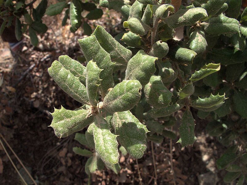 Leather oak leaves