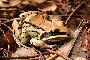 Leptodactylus mystacinus05.jpg