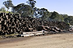 Logs at woodmill