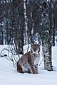 Lynx Posing (132356837)