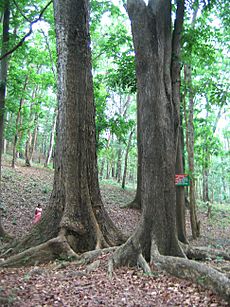 Mahagoni Tree
