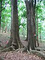 Mahagoni Tree