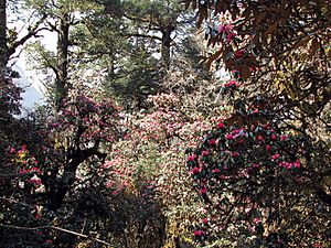Manaslu-Circuit Rhododendron Forest