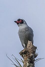 Masked tityra (Tityra semifasciata personata) male Copan