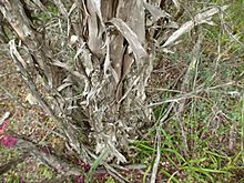 Melaleuca elliptica (bark)