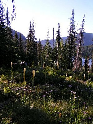 Mission Montains, north of Rainbow Lake