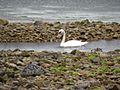 Mute swan in a narrow channel - geograph.org.uk - 1453771