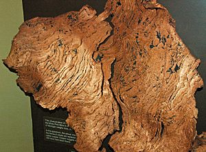 Native copper-replaced cross-bedded sedimentary rocks (Nonesuch Shale, Mesoproterozoic; White Pine Mine, Upper Peninsula of Michigan, USA) 1 (17110279879).jpg