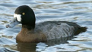 New Zealand Scaup (Aythya novaeseelandiae) KJB