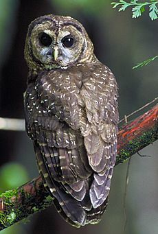 Northern Spotted Owl.USFWS