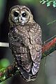 Northern Spotted Owl.USFWS