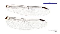 Notolibellula bicolor male wings (34249128073)