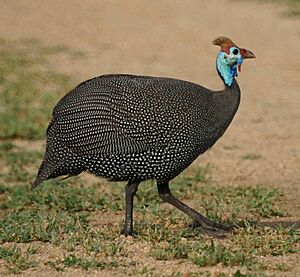 Numida meleagris -Kruger National Park, South Africa-8a.jpg