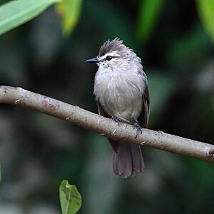 Ochthornis littoralis - Drab Water-Tyrant.jpg