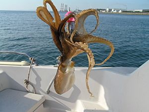 Octopus ocellatus (catch).jpg
