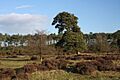 Open Access land at Berner's Heath - geograph.org.uk - 1637036
