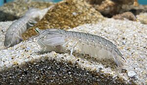 Oratosquilla oratoria Miyajima