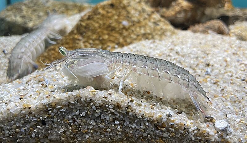 Oratosquilla oratoria Miyajima