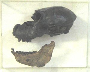 Paralouatta marianae skull