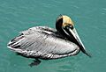 Pelecanus Occidentalis KW 1