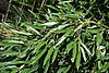 Phyllostachys aureosulcata - Stanley M. Rowe Arboretum - DSC03437.JPG