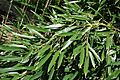 Phyllostachys aureosulcata - Stanley M. Rowe Arboretum - DSC03437