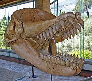 Physeteroidea - Livyatan melvillei
