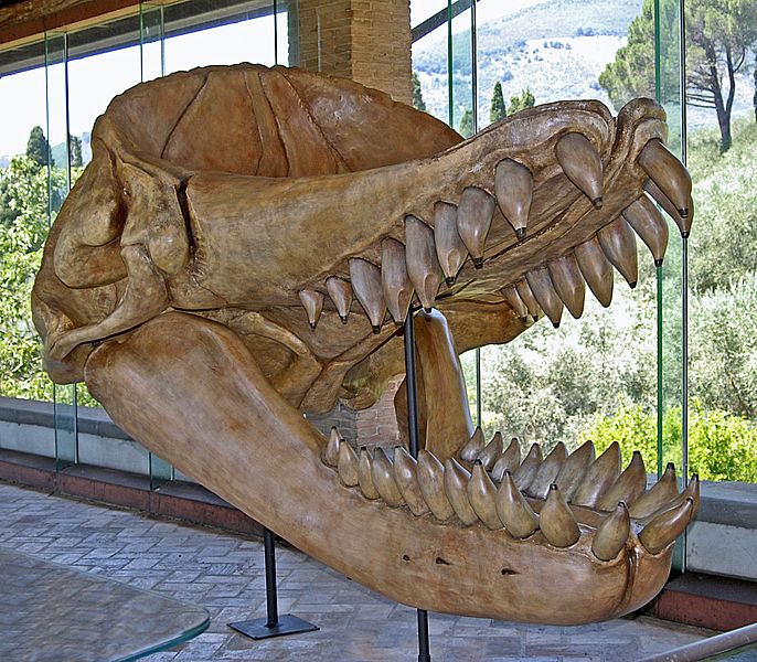 Physeteroidea - Livyatan melvillei