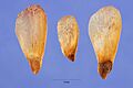 Picea glauca seeds pigl 001 php