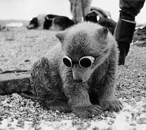 Polar Bear cub with sunglasses
