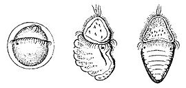 Polyplacophora ontogeny