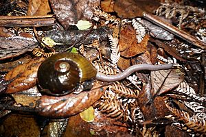 Predatory land snail feeding on an earthworm