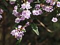 Prostanthera lanceolata