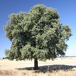Quercus ilex rotundifolia.jpg
