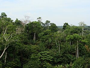 Rainforest canopy