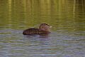 Red-Throated Loon Juvenile