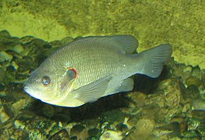 Redear Sunfish 002