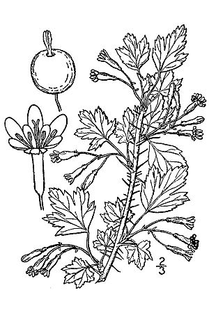 Ribes oxyacanthoides setosum.jpg