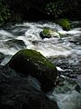 River on Pirongia