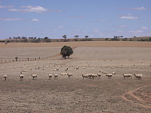 Riverina Sheep (during drought)