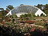 Rose garden at the Adelaide Botanic Garden.JPG