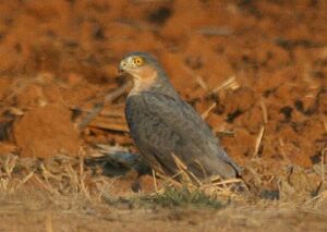 Rufous-chested Sparrowhawk (Accipiter rufiventris).jpg