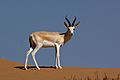 Sand gazelle (gazella subgutturosa marica)