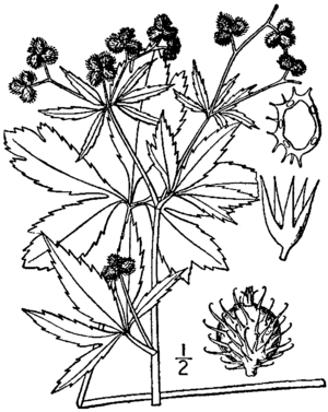 Sanicula canadensis drawing.png