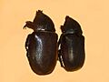 Scarabaeidae - Chalcosoma atlas-1